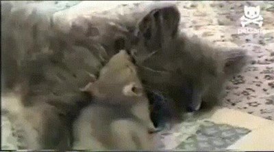 ¿Alguna vez habías visto un gato y un ratón durmiendo juntos? gato,raton,dormir,juntos