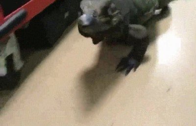 Enlace a Creo tu perro ha cambiado mucho en los últimos meses, Karen