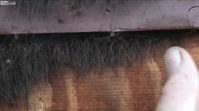 ara&ntilde;as,miedo,pesadillas,mano