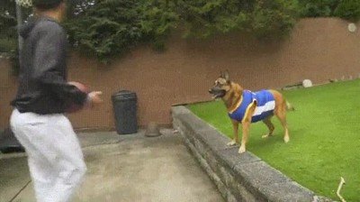 perro,ayuda,alley oop,canasta,basket