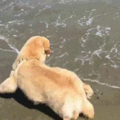 perro,miedo,mar,olas