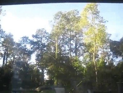 Enlace a Cuando talas un árbol pero se venga