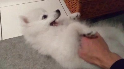 cara,perro,feliz,mimos