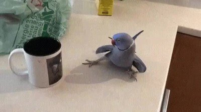 Los pájaros pueden llegar a ser extremadamente crueles con las tazas de café. Y más si llevan su cara impresa pajaros,cara,impresa,cafe