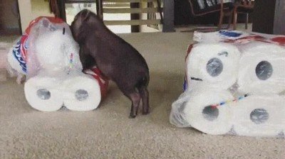 Enlace a La batalla contra los papeles de WC promete ser épica