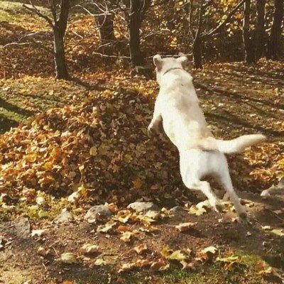 Enlace a Adiós, mi planeta me necesita