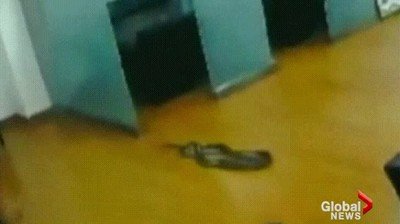 serpiente,caer,cielo,clase