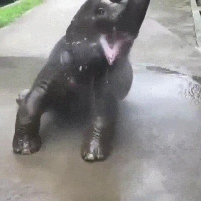 bebe,elefante,disfrutar,ba&ntilde;o