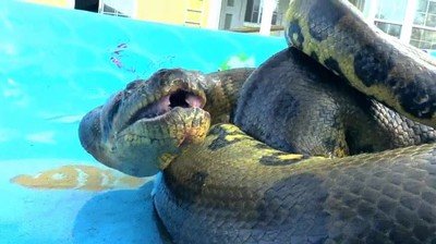 mal,rollo,bostezo,anaconda