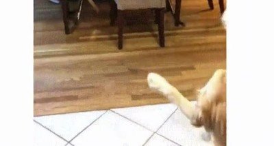 dia a dia,perro,poderes