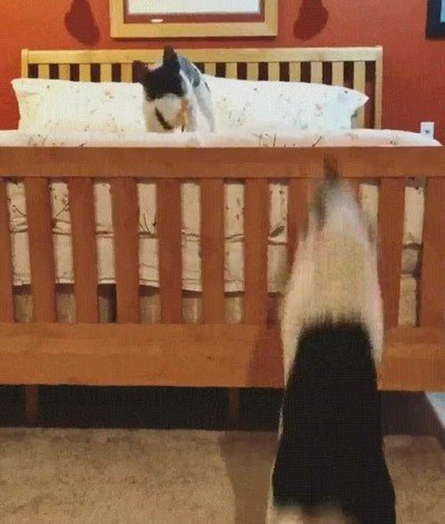 Enlace a Un cerdito haciendo un salto digno de un gato