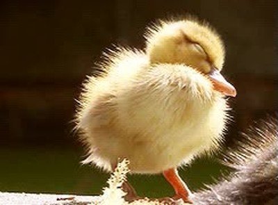 clase,lunes,sue&ntilde;o,pollito