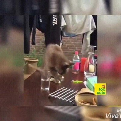 forma,eficaz,troll,gato