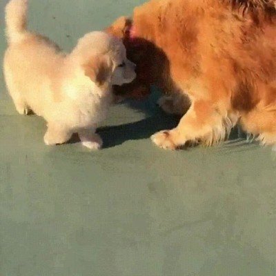 perro,mayor,joven,cachorro