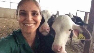 amar,veterinaria,locuta