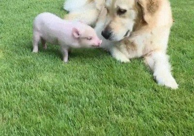 Enlace a No tienen nada en común pero se han convertido en los mejores amigos 