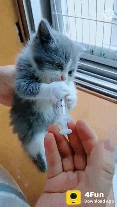 Gato,leche,adorable