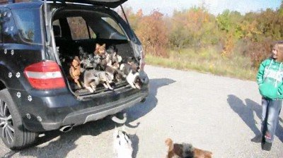 Maletero,coche,adorable,perros