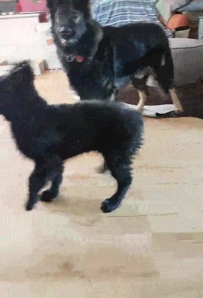 generaciones,perros,confundidas