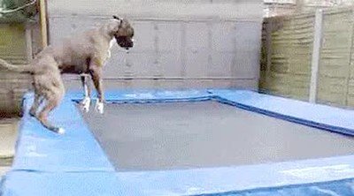 Enlace a Perros que no pueden resistirse a la diversión de un trampolín