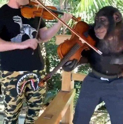 chimpance,tocar,violin