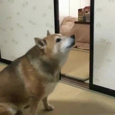 comida,perro,pedir,ahora