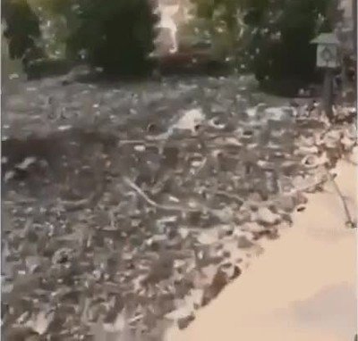 prueba,shape shifters,vida real