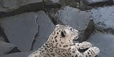 chica,gustar,actua,normal