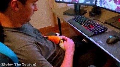 perro,atrapado,cuerpo,tucan