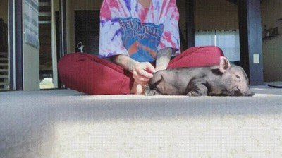 rascar,caricias,cerdito