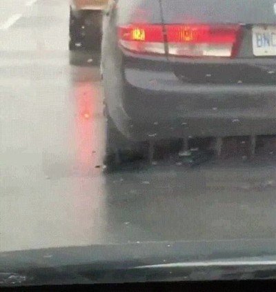 perro,tarde,trabajo,perder,paciencia