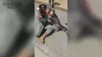 perro,husky,echar de menos