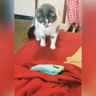 gato,pelicula,miedo,tensi&oacute;n