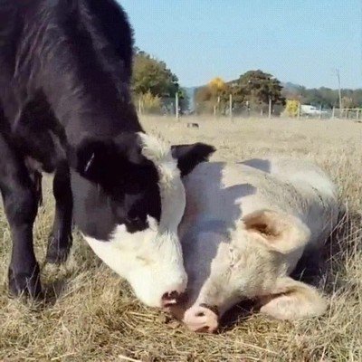 amor,posible,especies