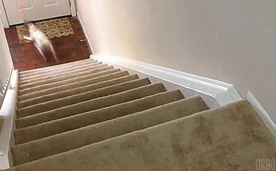 reto encontrar,corte,perro,pelota