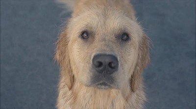 Enlace a No tiene precio cuando un perro te mira con mirada de amor 