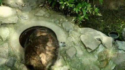 domingo,madre,racoon