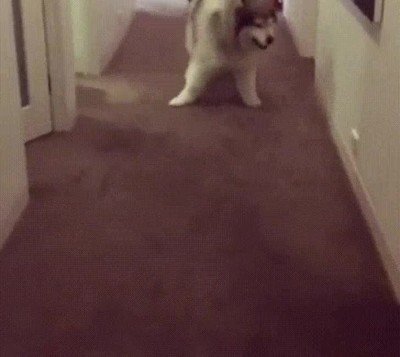 Enlace a ¿Dónde diablos se ha metido?