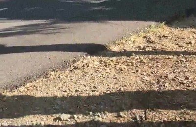 buena,suerte,coche,celebrar,carrera