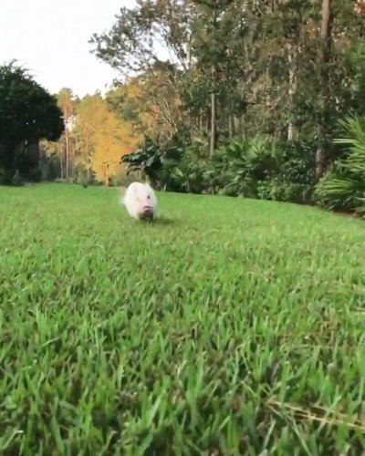 cerdito,salir,tarde,curro