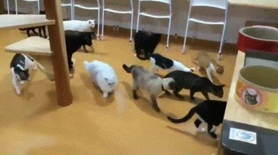 gato,valiente,acechar