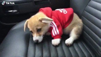 Enlace a Cuando le dices a tu perro que no váis de paseo al parque y que vais al veterinario