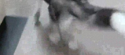 perro,cari&ntilde;oso,saltos,besos