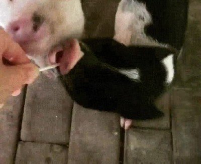 nada,contento,cerdo,piruleta