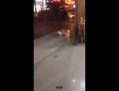 gato,amigo,salir,fiesta