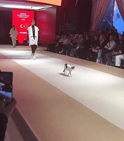 Enlace a Un gato se cuela en un desfile de moda y la lía 