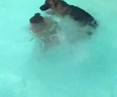 perro,rescatar,humano,agua