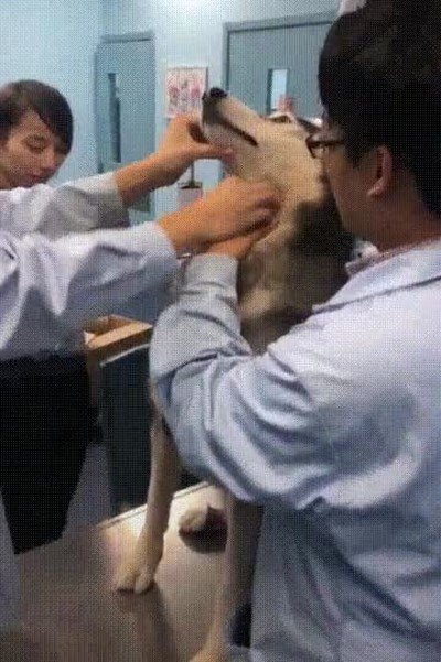 perro,negarse,medicaci&oacute;n,pastillita