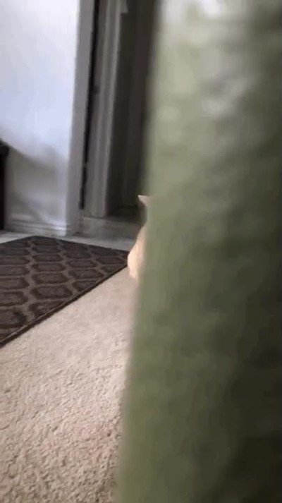 gato,susto,esquina,casa