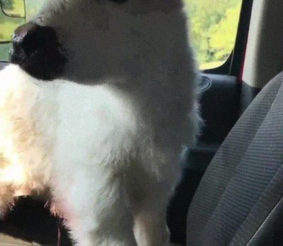 adorable,coche,viaje